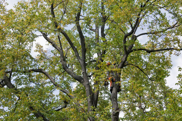 Seasonal Cleanup (Spring/Fall) in Ashland, CA